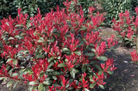 Photinia fraseri Carre rouge alev ağacı alev çalısı fidanı