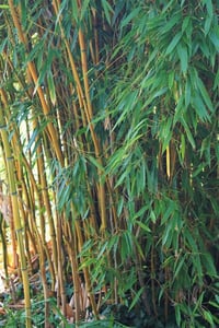 Phyllostachys aureos. Spectabilis Bambu fidanı