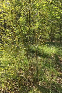 Phyllostachys humilis Bambu fidanı