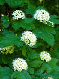 Physocarpus capitatus Tilden Park Dokuzkabuk fidan