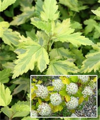 Physocarpus opulifolius Annys Gold Dokuzkabuk fidanı