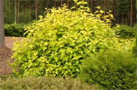 Physocarpus opulifolius Darts Gold Dokuzkabuk fidanı