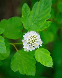Physocarpus opulifolius Dokuzkabuk fidanı