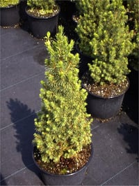 Picea glauca conica Konik Ladin fidanı