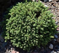 Picea glauca Echiniformis Konik Ladin fidanı