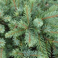 Picea glauca Echiniformis Konik Ladin fidanı