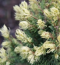 Picea glauca Rainbows End Konik Ladin fidanı