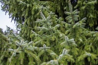 Picea omorika Sırp Ladini - 20-40 cm