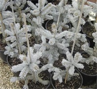 Picea pungens Hoopsii Aşılı Mavi Ladin fidanı