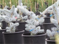 Picea pungens Koster Aşılı Mavi Ladin fidanı