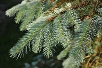 Picea pungens Mavi Ladin fidanı - 80-120 cm
