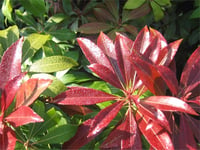 Pieris japonica Katsura cov
