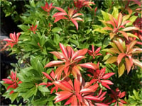 Pieris japonica Mountain Fire