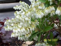 Pieris japonica Prelude