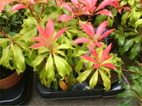 Pieris japonica Red Mill