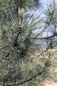 Pinus maritima Sahil Çamı
