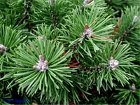 Pinus mugo Mops Bodur Karaçam fidanı
