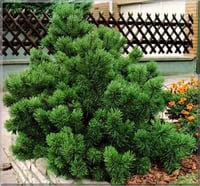 Pinus mugo Mughus Bodur Dağ Çamı Bodur Karaçam fidanı