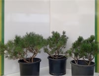 Pinus mugo Mughus Bodur Dağ Çamı Bodur Karaçam fidanı