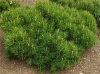 Pinus mugo Pumilio Bodur Dağ Çamı Sürüngen Dağ Çamı fidanı
