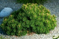 Pinus mugo uncinata Karaçam fidanı