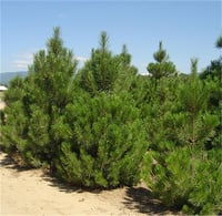 Pinus nigra Karaçam fidanı