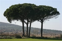 Pinus pinea Fıstık Çamı fidanı