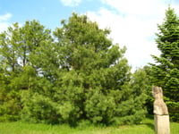 Pinus wallichiana Ağlayan Çam fidanı