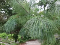Pinus wallichiana Ağlayan Çam fidanı