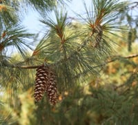 Pinus wallichiana Ağlayan Çam fidanı