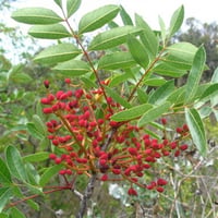 Pistacia terebinthus Menengiç fidanı