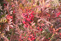 Pistacia terebinthus Menengiç fidanı