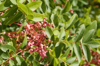 Pistacia terebinthus Menengiç fidanı