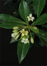 Pittosporum heterophyllum kokulu çiçekli pitos fidanı