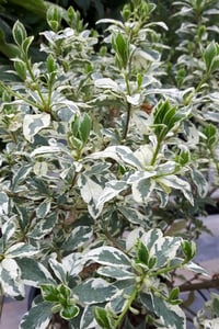 Pittosporum heterophyllum Variegatum alacalı kokulu çiçekli pitos fidanı
