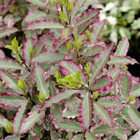 Pittosporum ten. Elizabeth Pitosporum fidanı