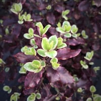 Pittosporum tenuifolium Bannow bay Pitosporum fidanı