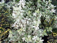 Pittosporum tenuifolium Irene paterson beyaz pitosporum fidesi