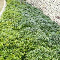 Pittosporum tobira Nana Bodur pitos yıldız çalısı