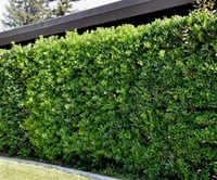 Pittosporum tobira Pitos yıldız çalısı