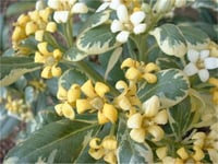 Pittosporum tobira Variegata alacalı boylu pitos fidanı