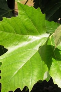 Platanus hispanica acerifolia Londra Batı Çınar fidanı
