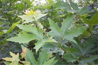 Platanus orientalis Doğu Çınar fidanı