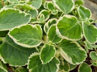 Plectranthus madagascariensis Lavander Çiçeği