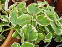 Plectranthus madagascariensis Lavander Çiçeği