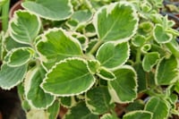 Plectranthus madagascariensis Lavander Çiçeği