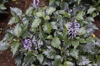 Plectranthus mona Lavander Çiçeği