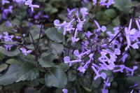 Plectranthus mona Lavander Çiçeği