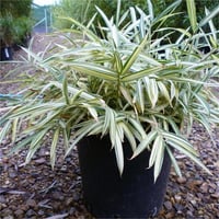 Pleioblastus fortunei Variegata Bodur Japon Bambu fidesi