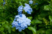 Plumbago Blue Jasmine Mavi Yasemin fidesi